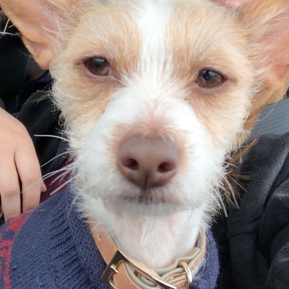 Meet your Posh Ambassador. - Picture 9 of 9